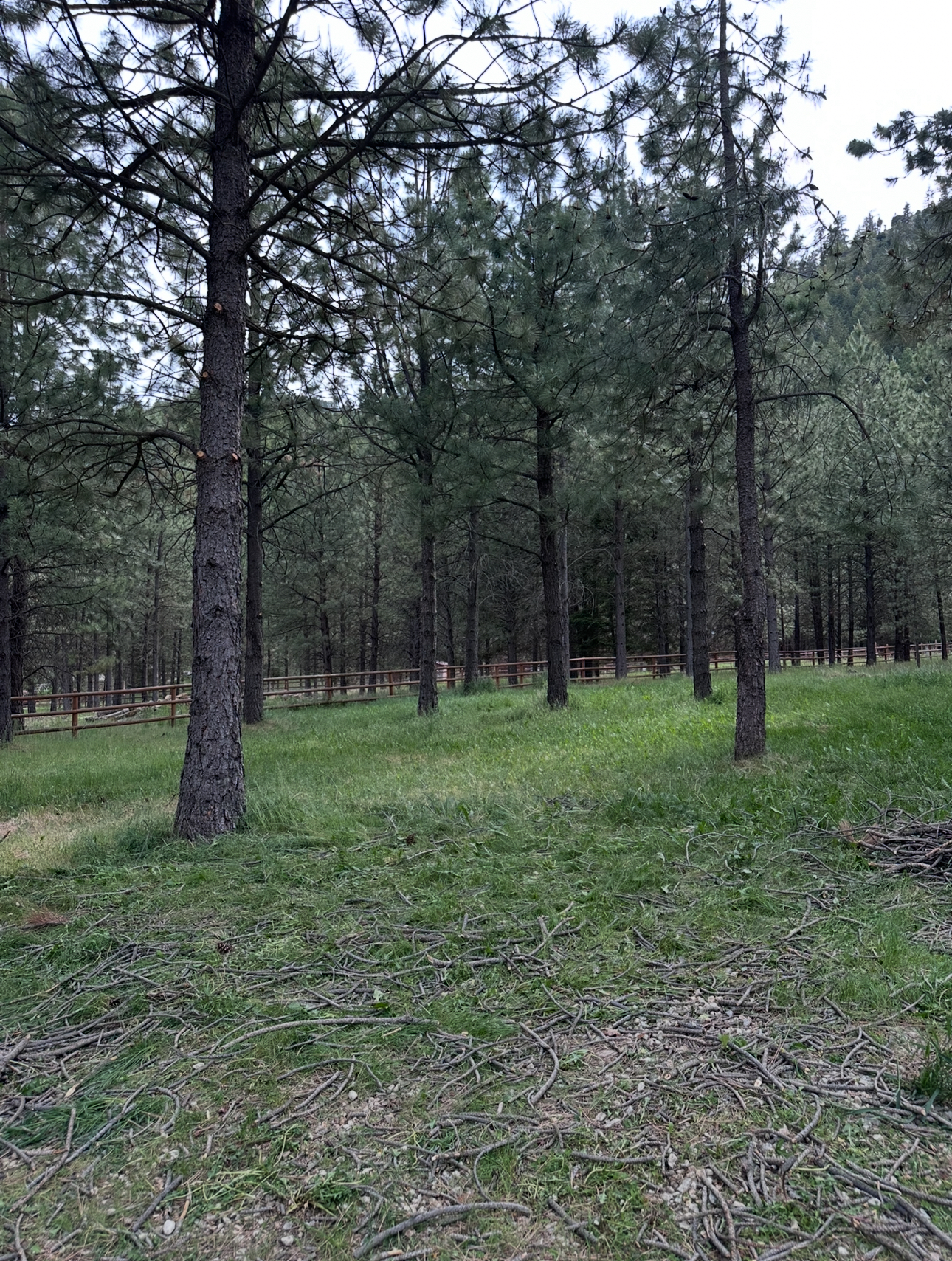 After: Clean wooded area with cleared ground