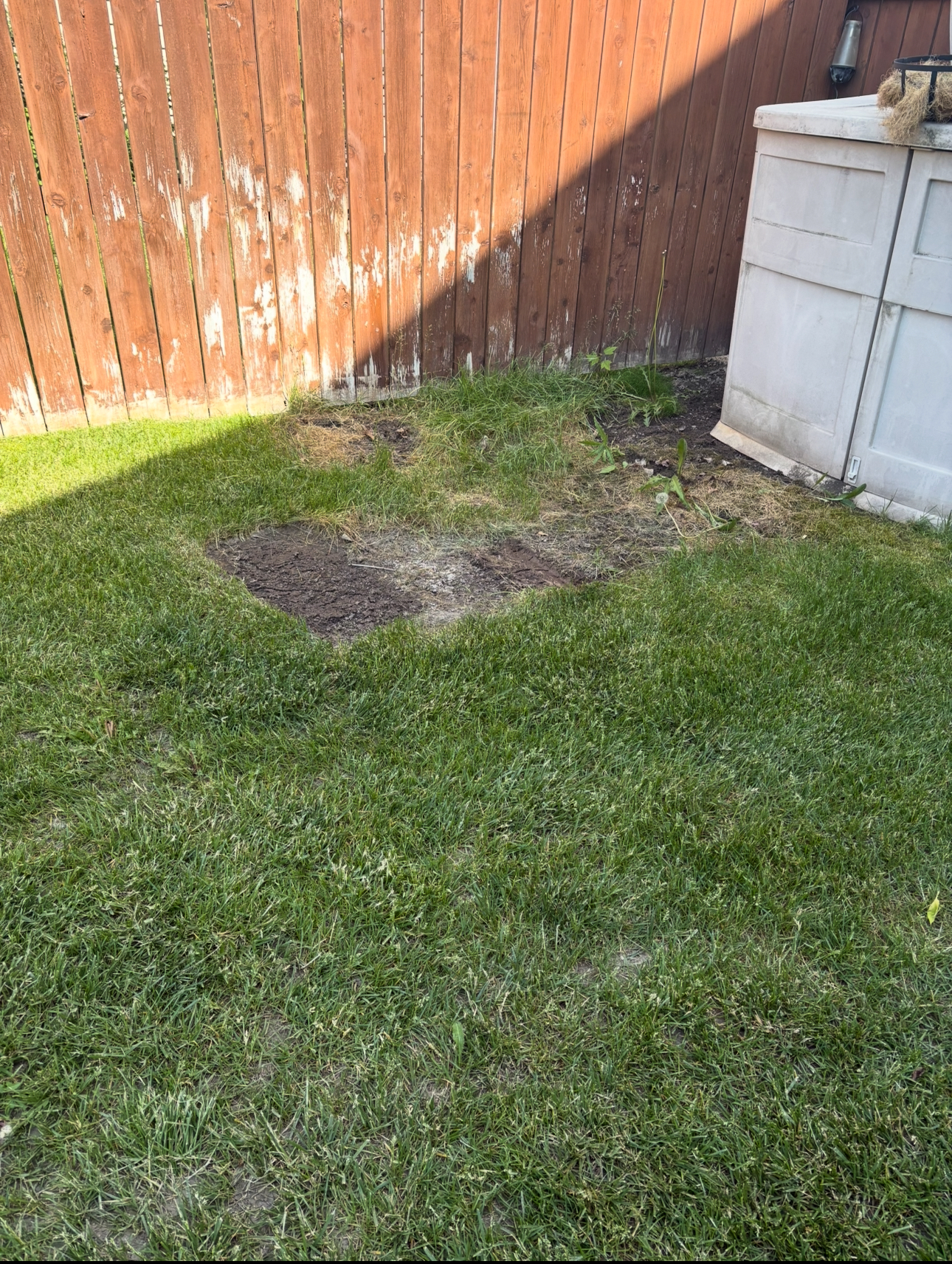 After: Tidy backyard with clean grass area
